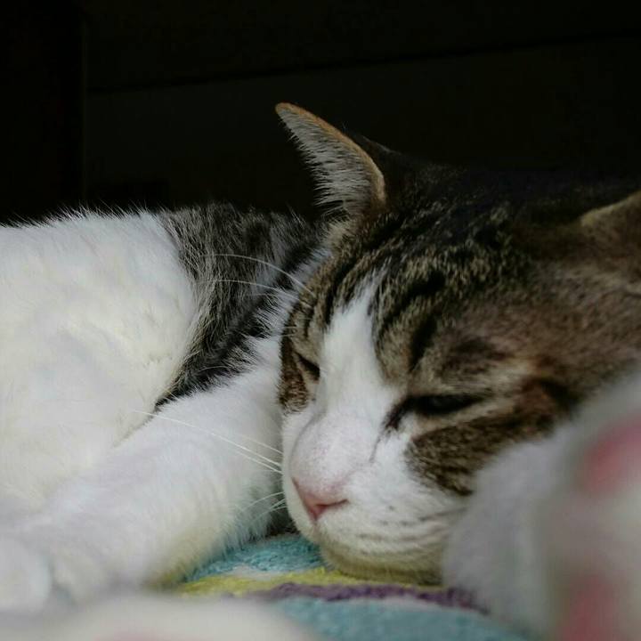 0cc808d2 f765 41c5 9c1a 86dc9da0f594