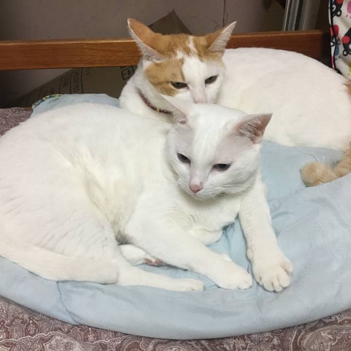 0ccc85ab dc3b 46b6 9525 8932b269deb8