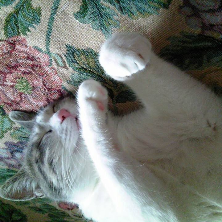 0ccdbf3f 454c 4a88 ab56 36d2332741c2