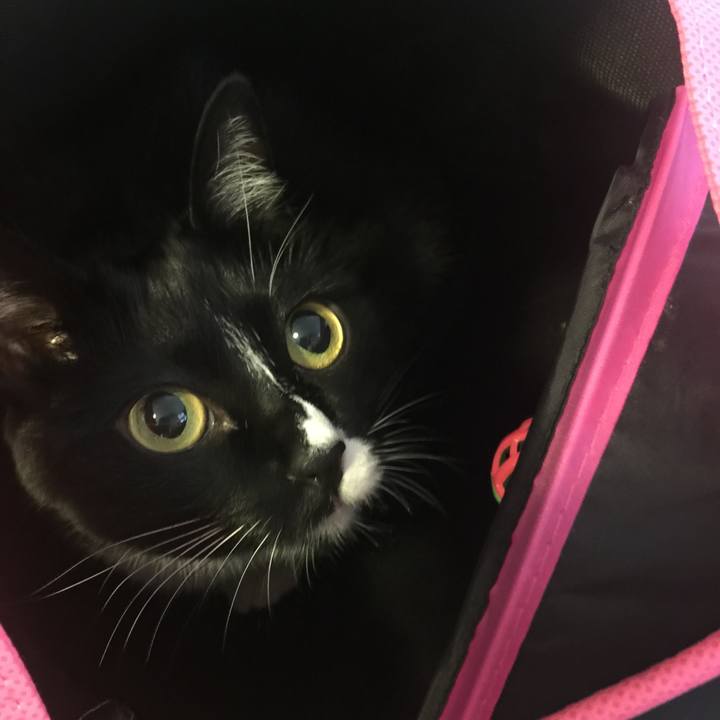 0cd4802e 0fc9 43ce 920e 887b94bf8054