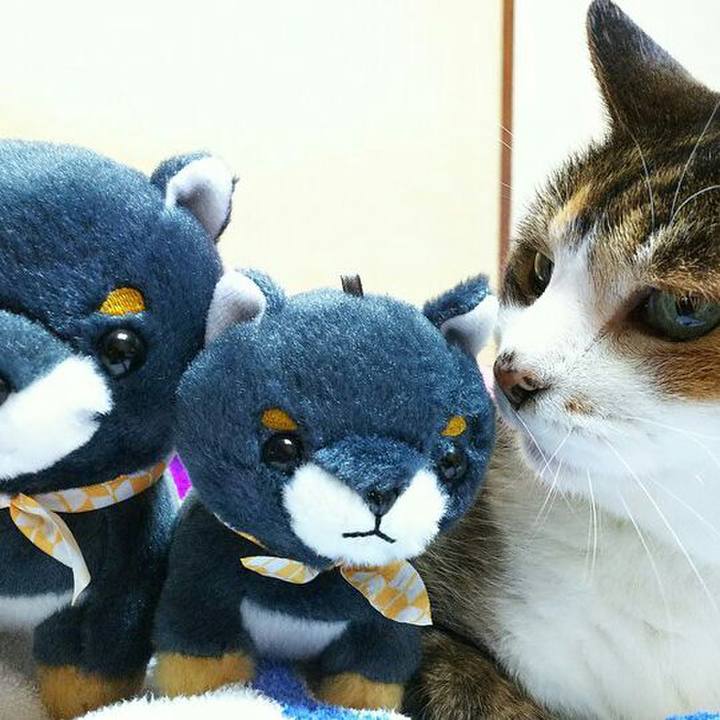 0cd63040 1587 4691 9746 ff8c6b90c444