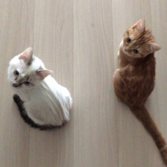 0cd6bc54 f09e 4dff aa58 d838b964ccdb