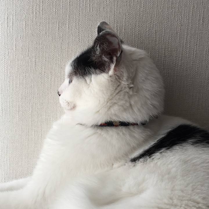 0ce731dc 68b7 44e3 9f85 f8174be4c119