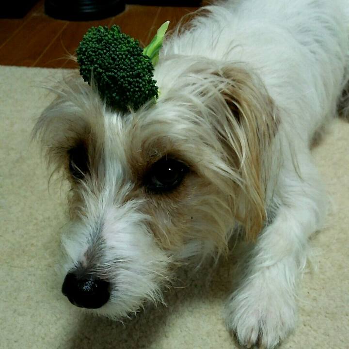 0ced2c3a 8c1a 432d a655 b07c18904f64