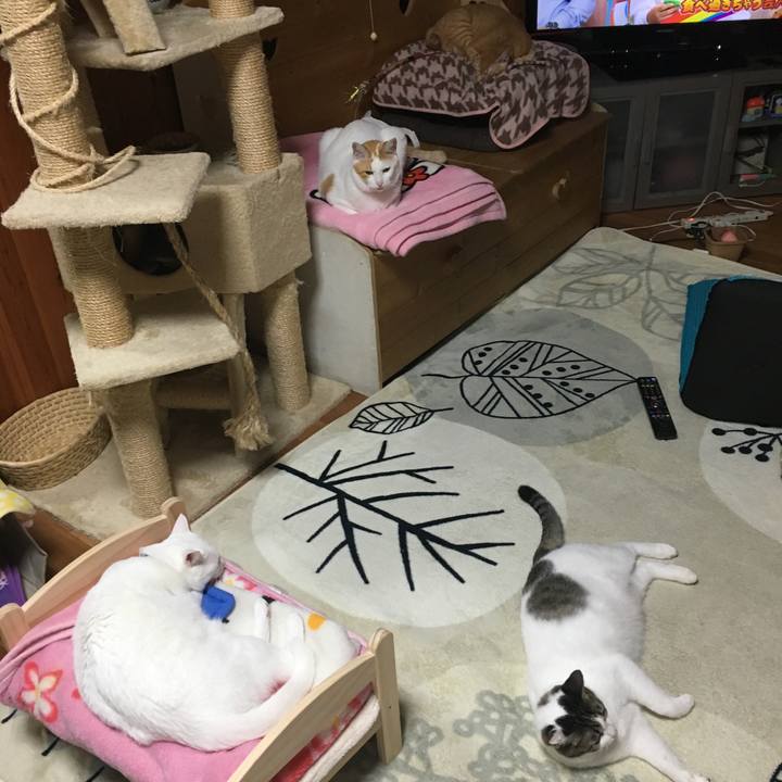 0cee21cf 5c01 4692 a6c2 0928064143ab