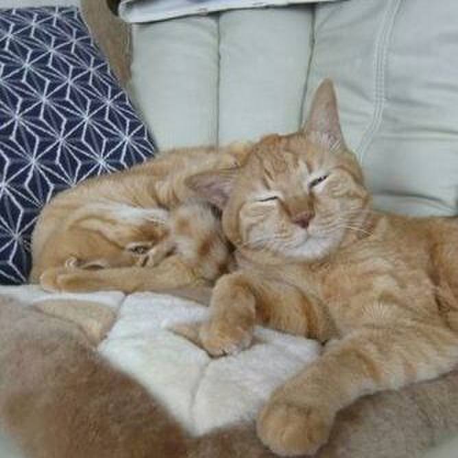 0cf052af 4aad 4020 bf2d 1df60fe34a37