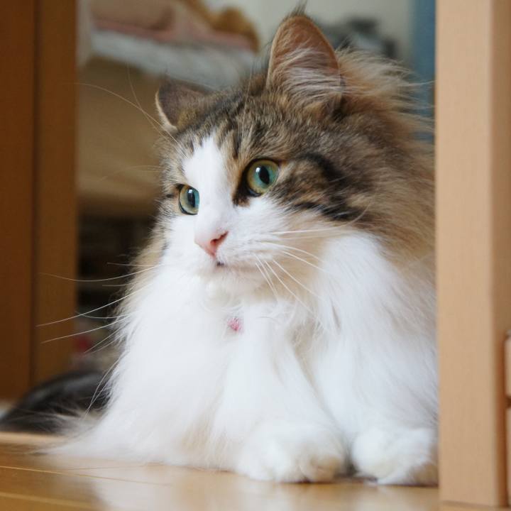 0cfcbfa1 eaea 4f5e 999c 6be0e0a8fd6e