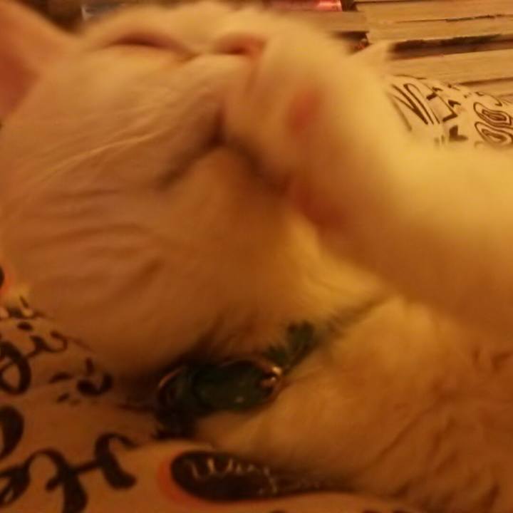 0cffc8c0 3e2e 4093 b4a8 fb08c0f0a566