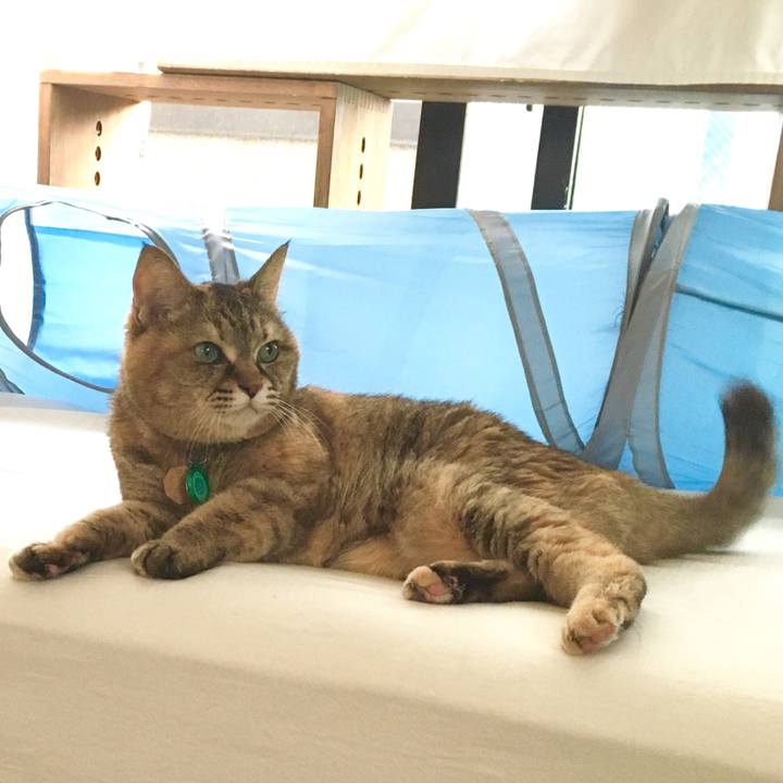 0d0efdab e7fa 453a a9f7 e8c85c68bfb0