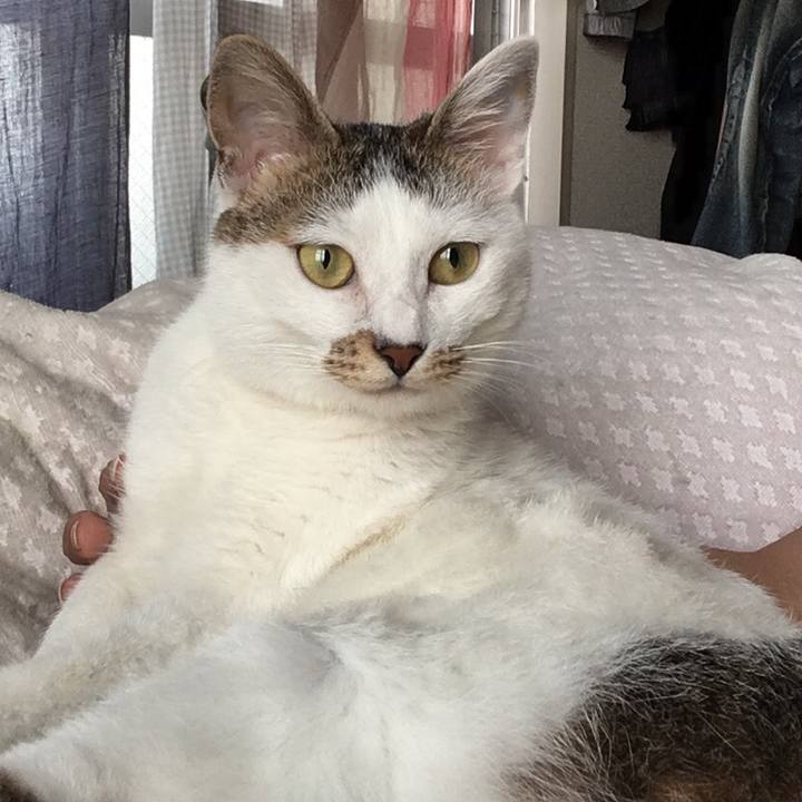 0d0fe88a f985 421d 9a7f 2085583cff5a