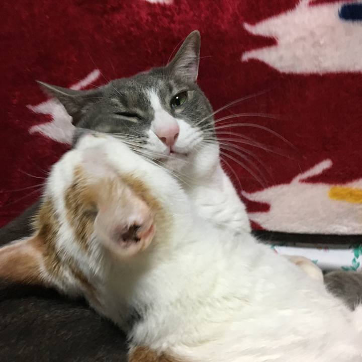 0d181a43 5c6c 43b3 819f 05c9c53d8a51