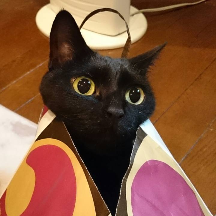 0d4e5572 2cfc 4f07 bf78 413dc9d6a2c4