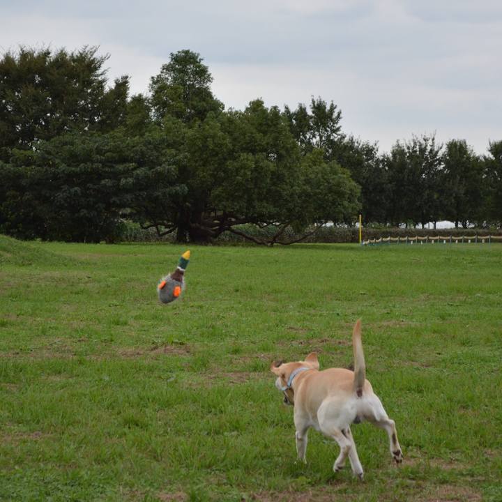 0d56f4b5 a426 4a47 a990 63943c264406