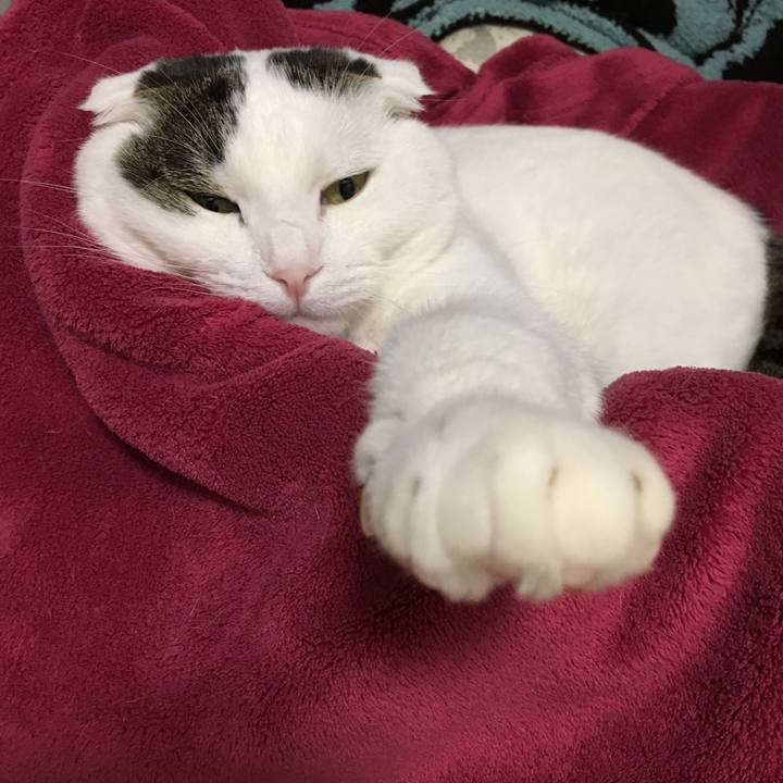 0d5f0c2f d958 4a6b af97 46a662d7ee4c