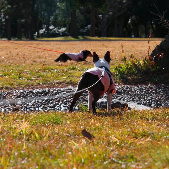 0d7dadf5 f01c 4252 9890 e1483c6227c0