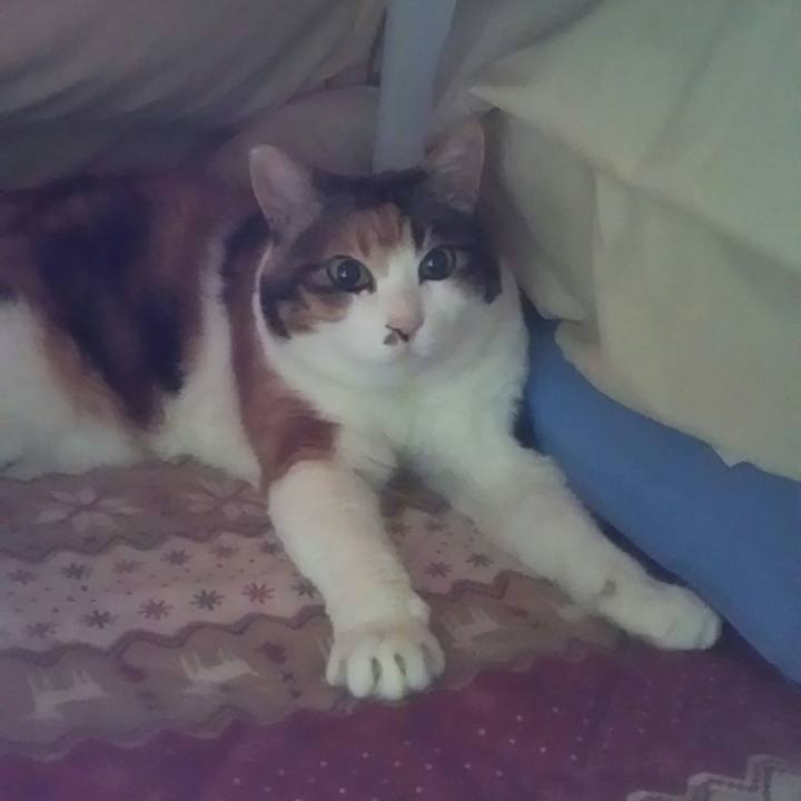 0d7f5f3b 7db6 43cc b96c 690af33d71a4