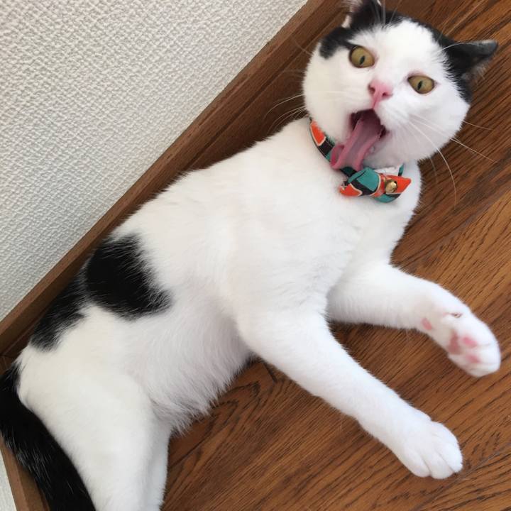 0d999ad3 c532 4f85 9372 991b2dca7a9c