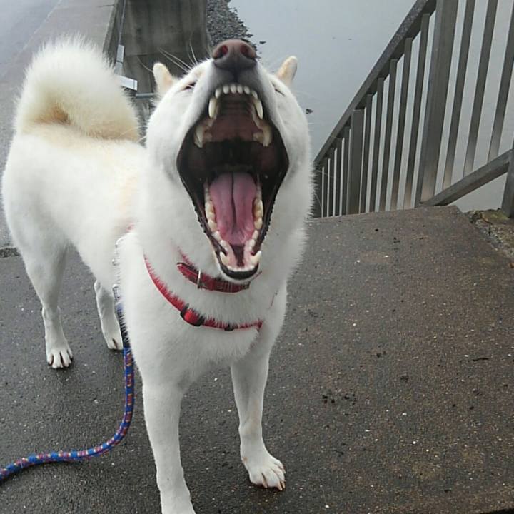 0d9ffc2c 8e3b 45bc bcf2 fde4624052d8