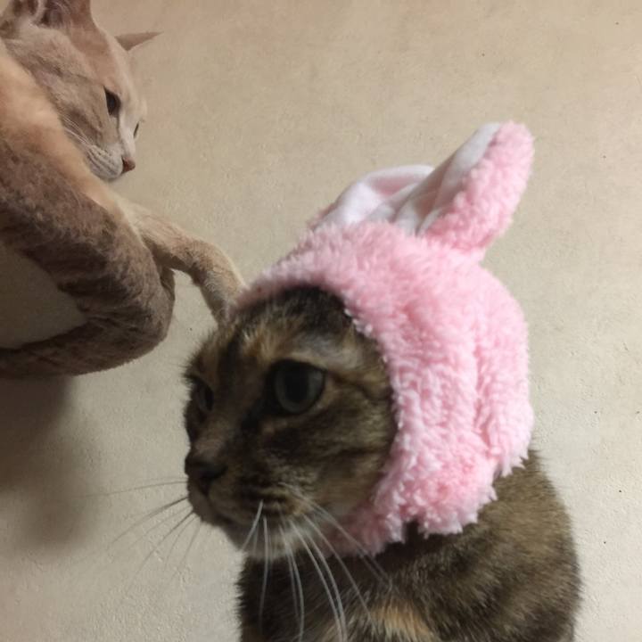 0da14295 88a9 4307 9c39 5295a4c26c8f