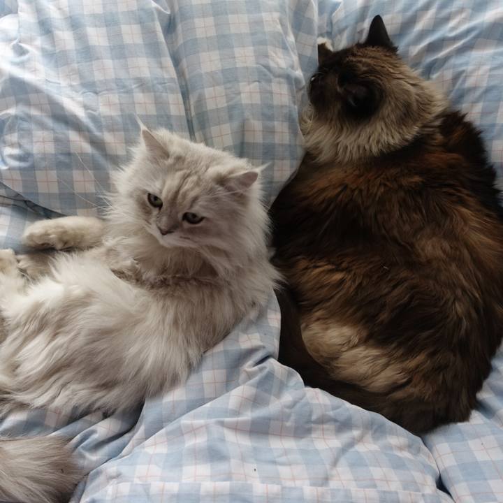 0da68d33 c152 4cc8 ace3 8b7d7b91cfbf