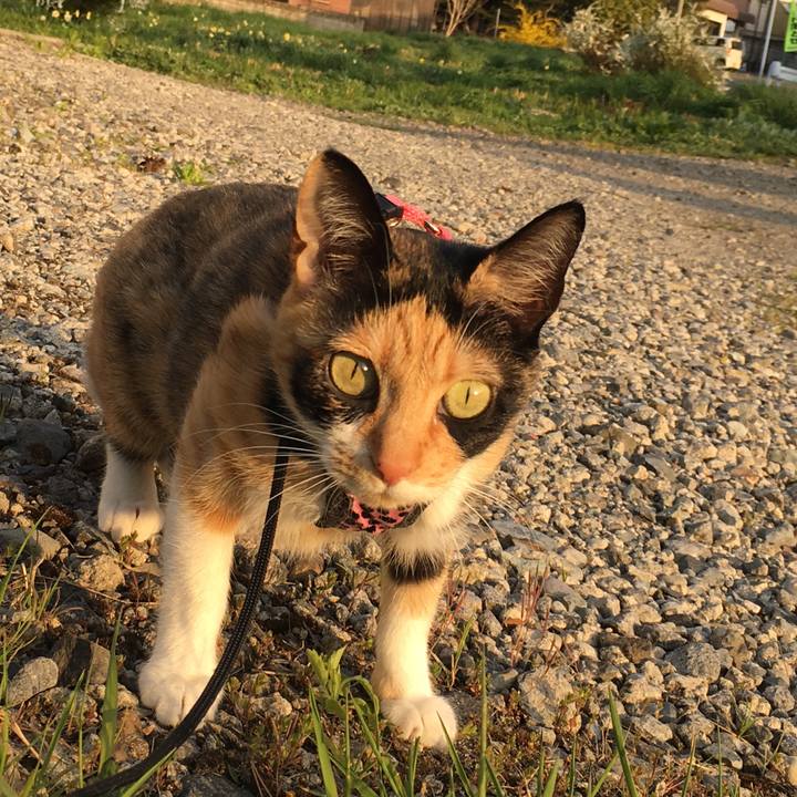 0dab0c52 46c8 46c2 846d e4d0d3505712