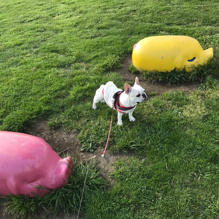 0db15c4f 97c0 4f44 81bf c245a97c1c2b