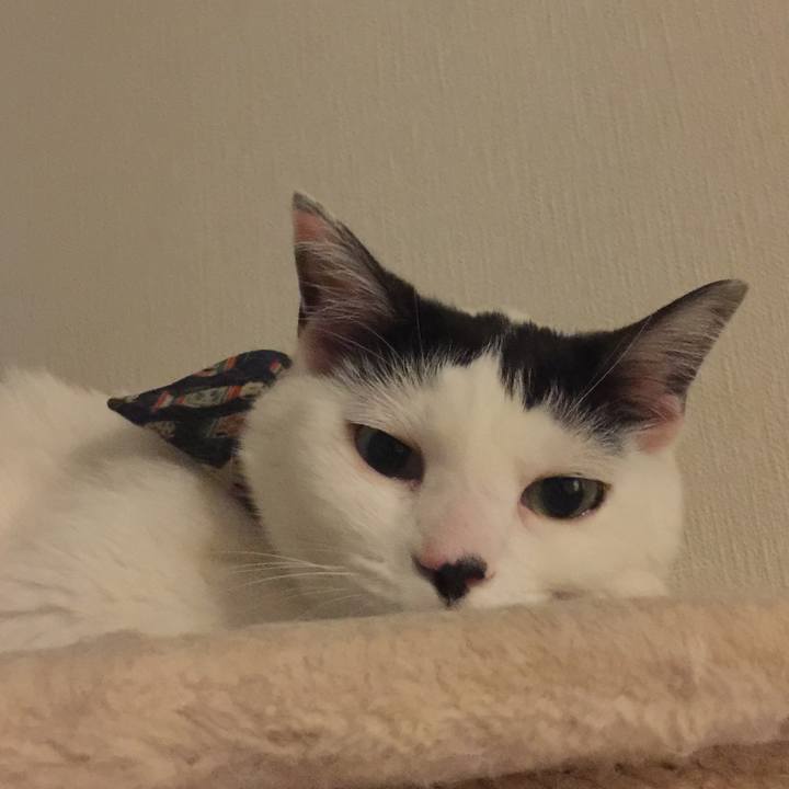 0db7c30c 2ef5 4298 909a 5837404c33e3