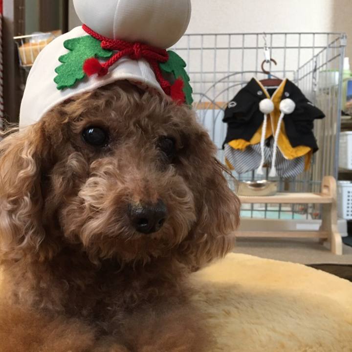 0db8882c 286c 403d 8dad 234e23b674dd