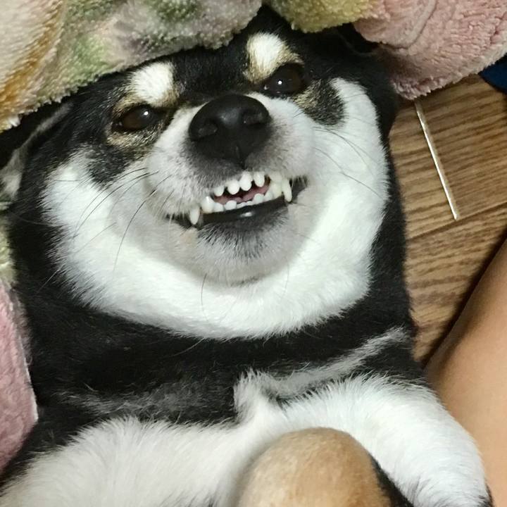 0dbbc7ef 148f 408b b2e6 79fb524521f4