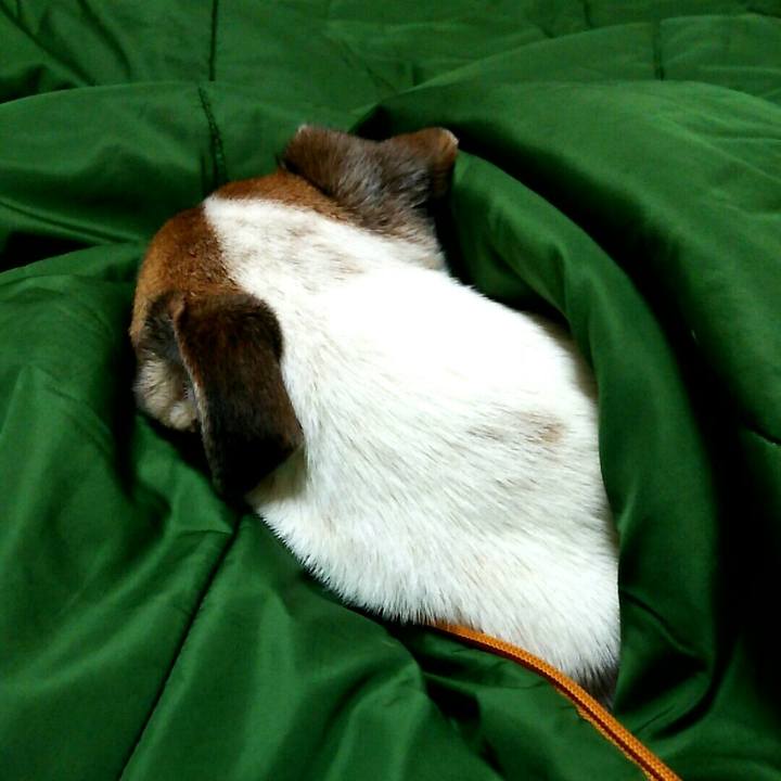 0dd1529c 9d6a 45f4 b868 3abc5e2dce6d