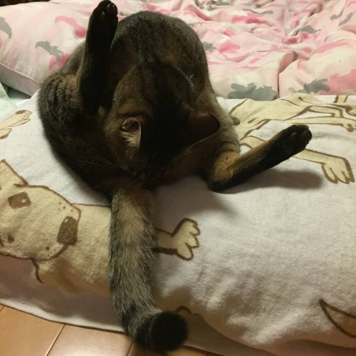 0dd5794d d2cc 4788 a65d fbaa888537fc