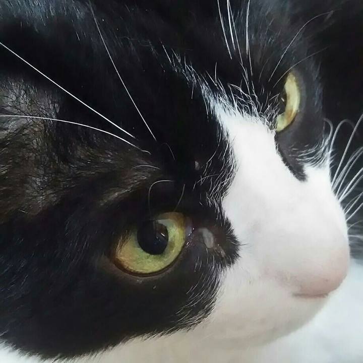 0ddc33a8 7d97 43fc 8314 3bd229be931c