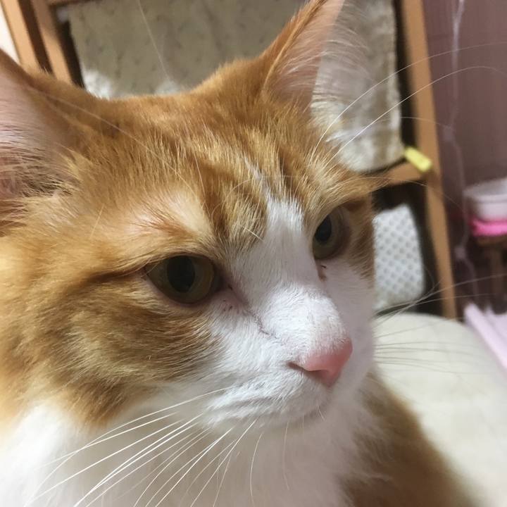 0de2c66f d81a 42bb b0cc 788ad0eee1d0