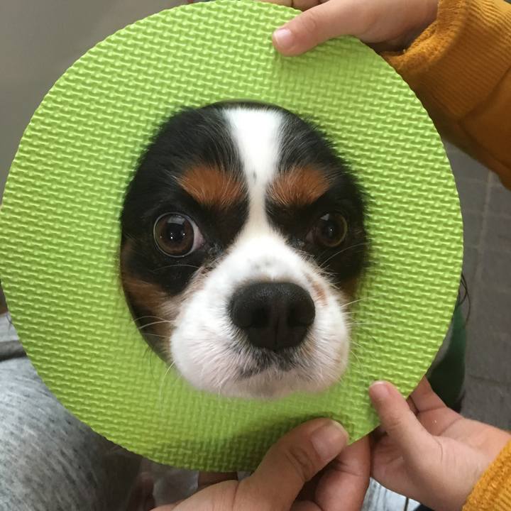 0de8fd8a 4a9b 40e6 b54d f27adbfe7eae