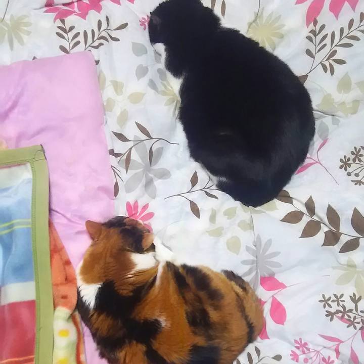 0e14e428 dd51 419f a2c5 9b4b74c4d2b3