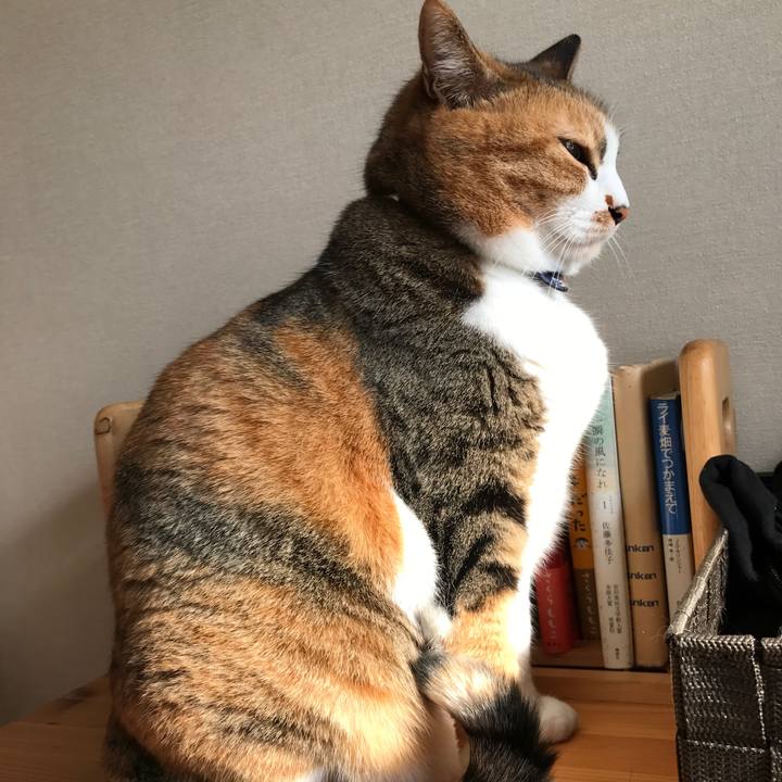 0e1c29cc f0da 4dd9 a68d 670c2069297c