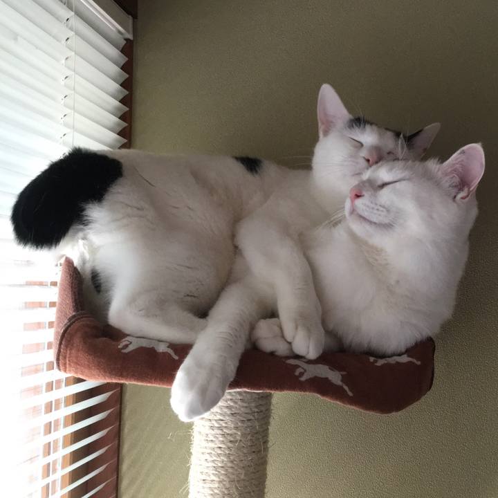 0e2d0c26 3263 48ab a77f 72882532556d