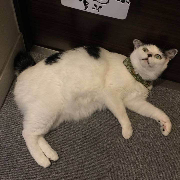 0e325859 badd 4822 805b dcdc40c983ed