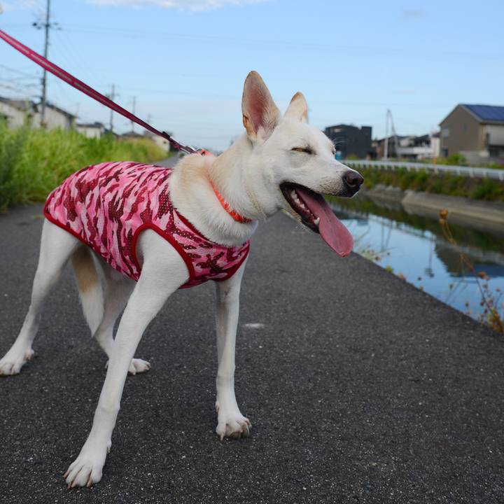 0e33488a 335a 4905 bbaf 2b1ce1423ed9