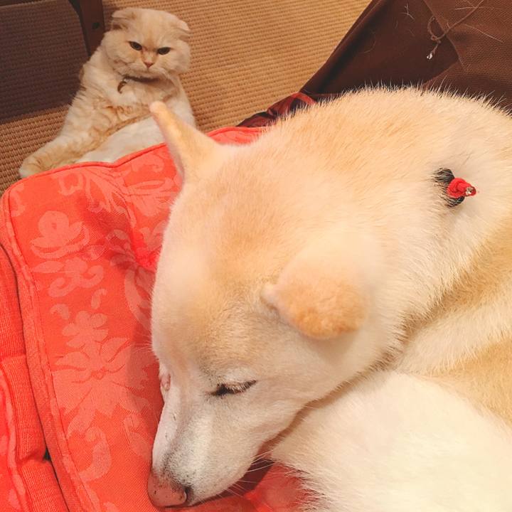 0e3671f7 5869 4498 a8a6 992d84d6ca98