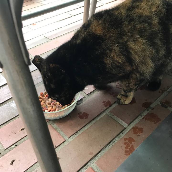 0e3a52fe 11bc 4ede b8d4 19cc08dc65a2