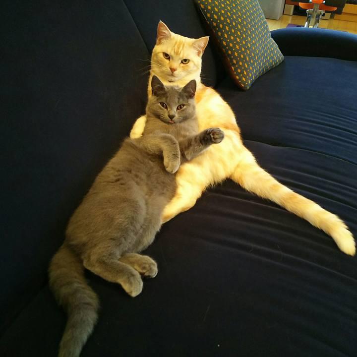 0e3b721a 24a5 4894 a39d 2efc8da9f536