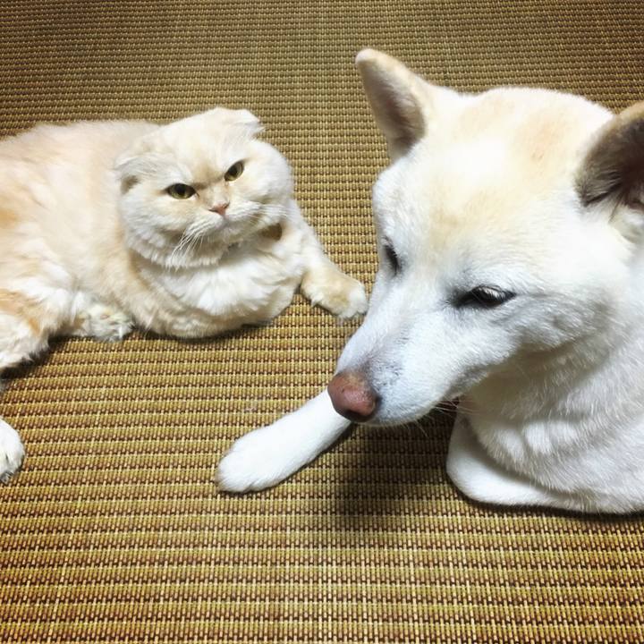 0e49b930 0090 454e b6a7 09d015eb4cd6