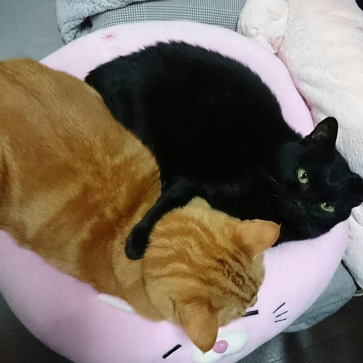 0e4a7f82 baff 419c aac0 904d821872de