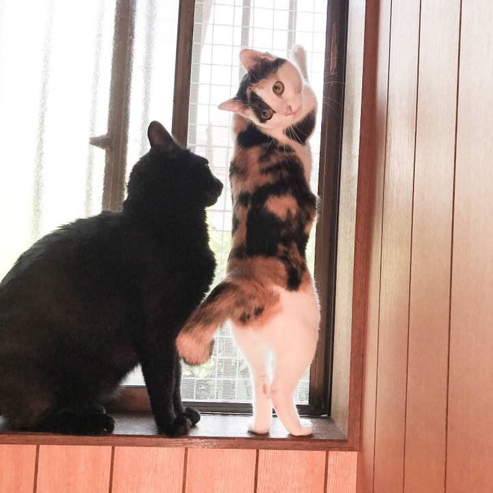 0e51fa52 28e3 40a1 a4c2 b40638f2696f