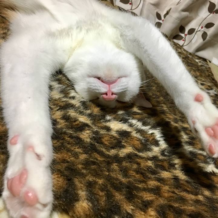 0e69851c f4d4 4cbf a970 e2d0819cc94a