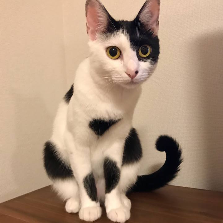 0e819cef 7744 4a55 bc1b dc2ed113249b