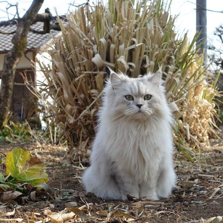 0e8523f6 3f08 4870 b031 c88b4375b4e9