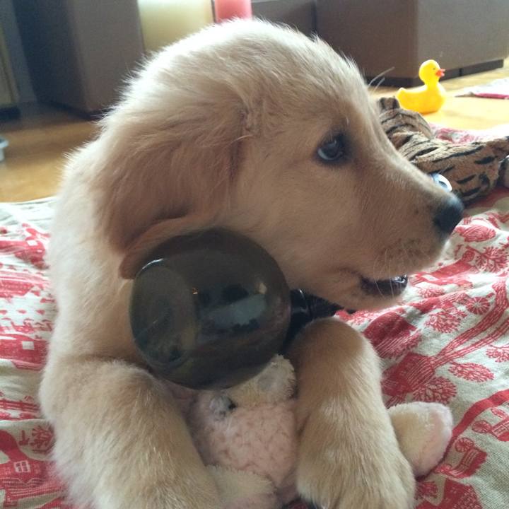 0e8a0c3d e751 4459 b877 d903b55fdaf4