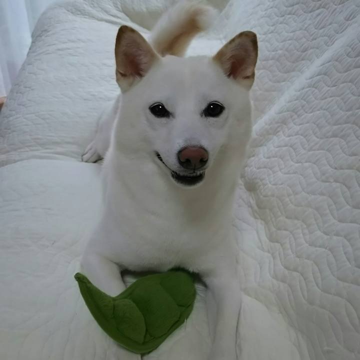 0e8aa1c0 6735 445c a821 558254e15eff